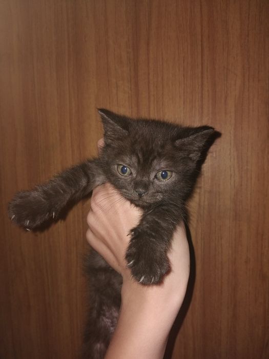 Терміново!!! Відаю кішку та кошенят