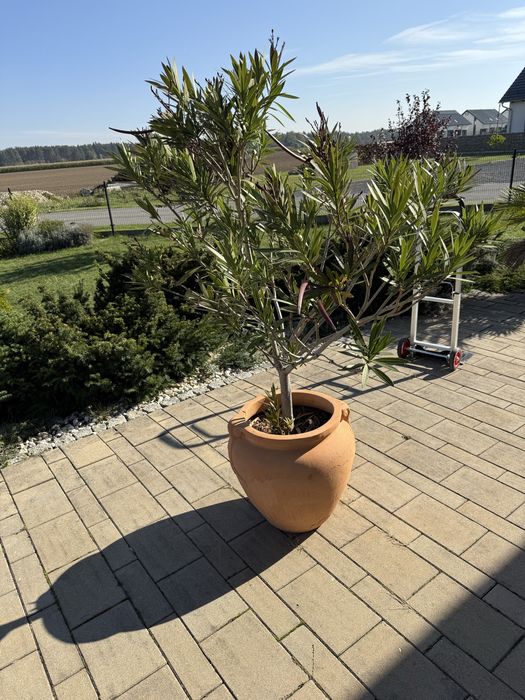 Oleander czerwony 160cm + donica ceramiczna