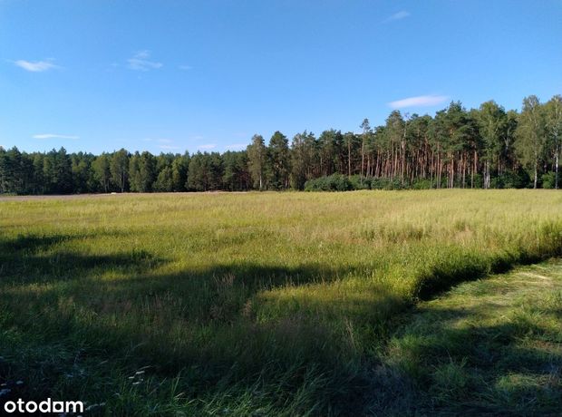 Malownicza działka 9 000 m2 w Skwirynowie z lasem