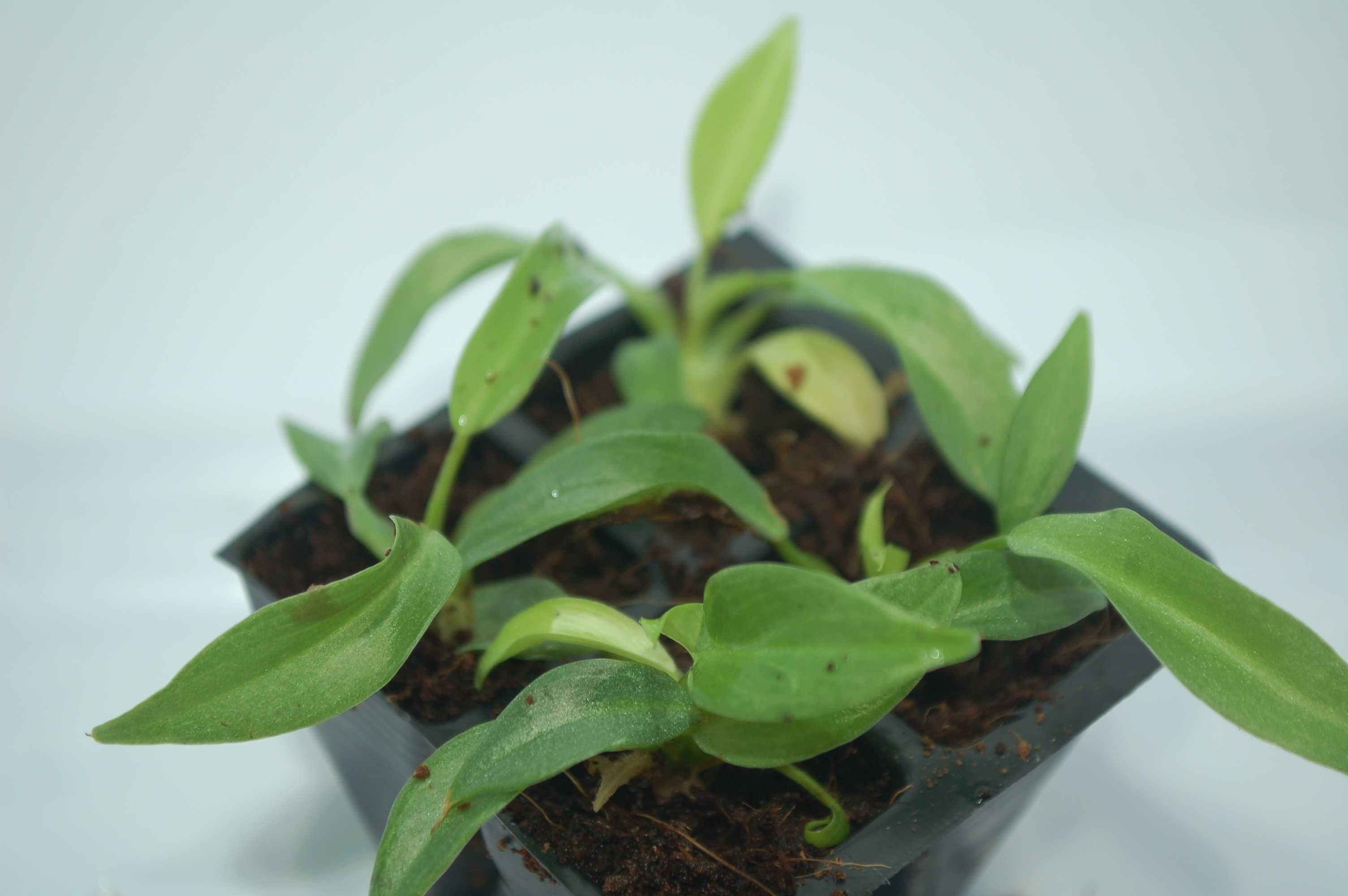 Philodendron gloriosum round