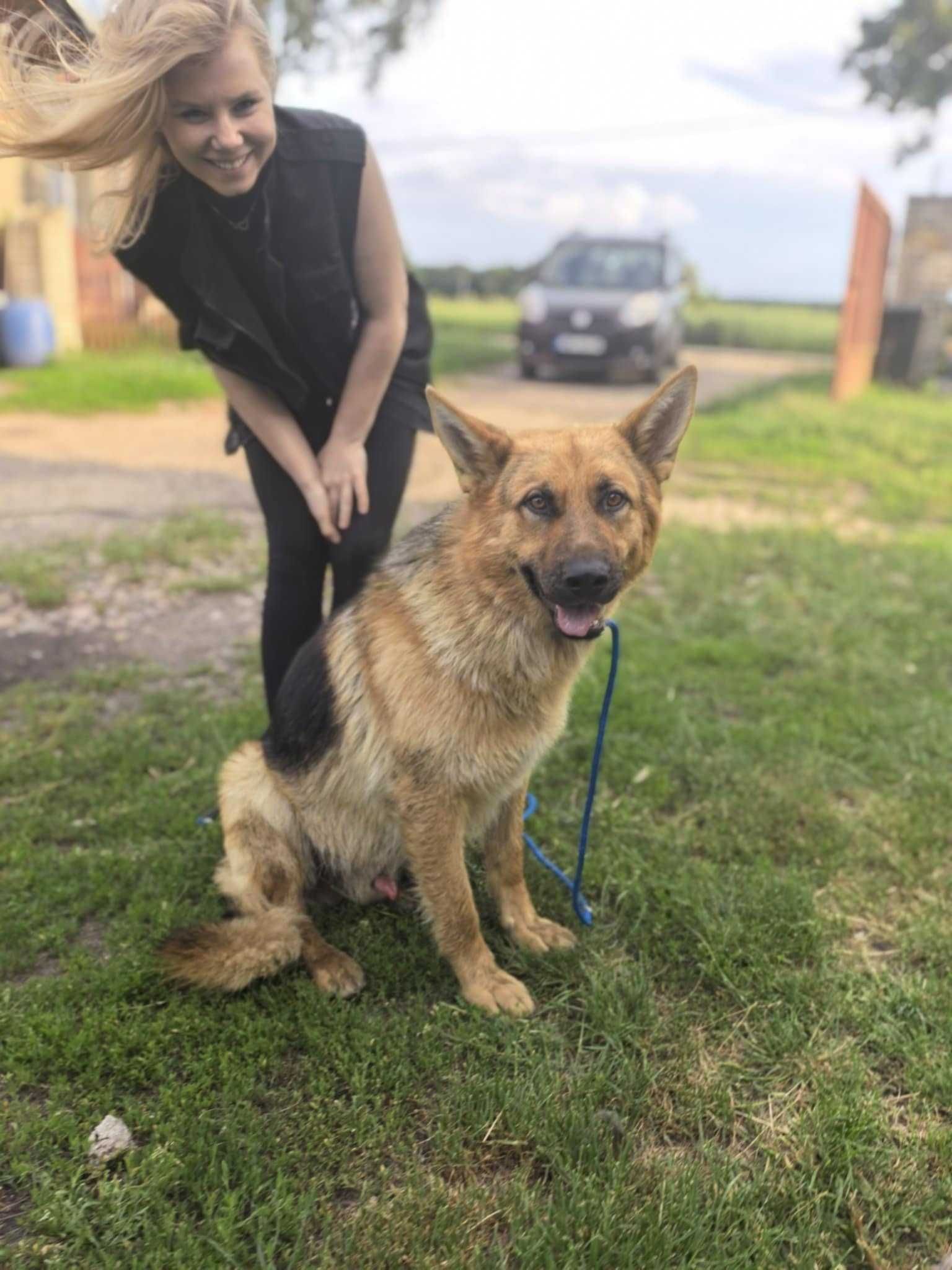 Ares - piękny, 1,5-roczny owczarek do adopcji