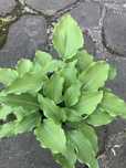 Funkia hosta Marlin Monroe