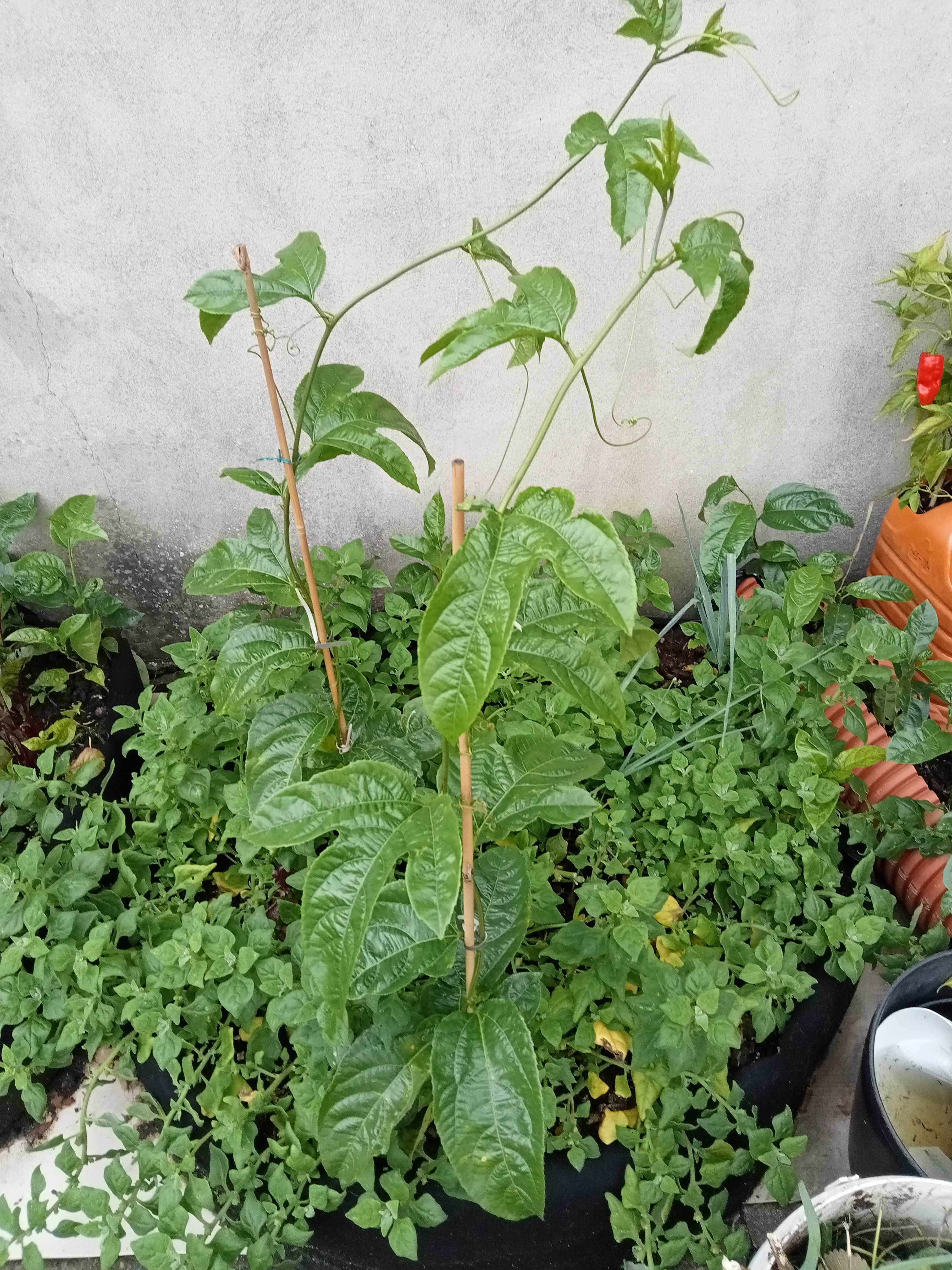 Plantas maracujá biológica