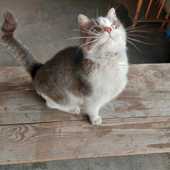 Отдам молодого красивого кота