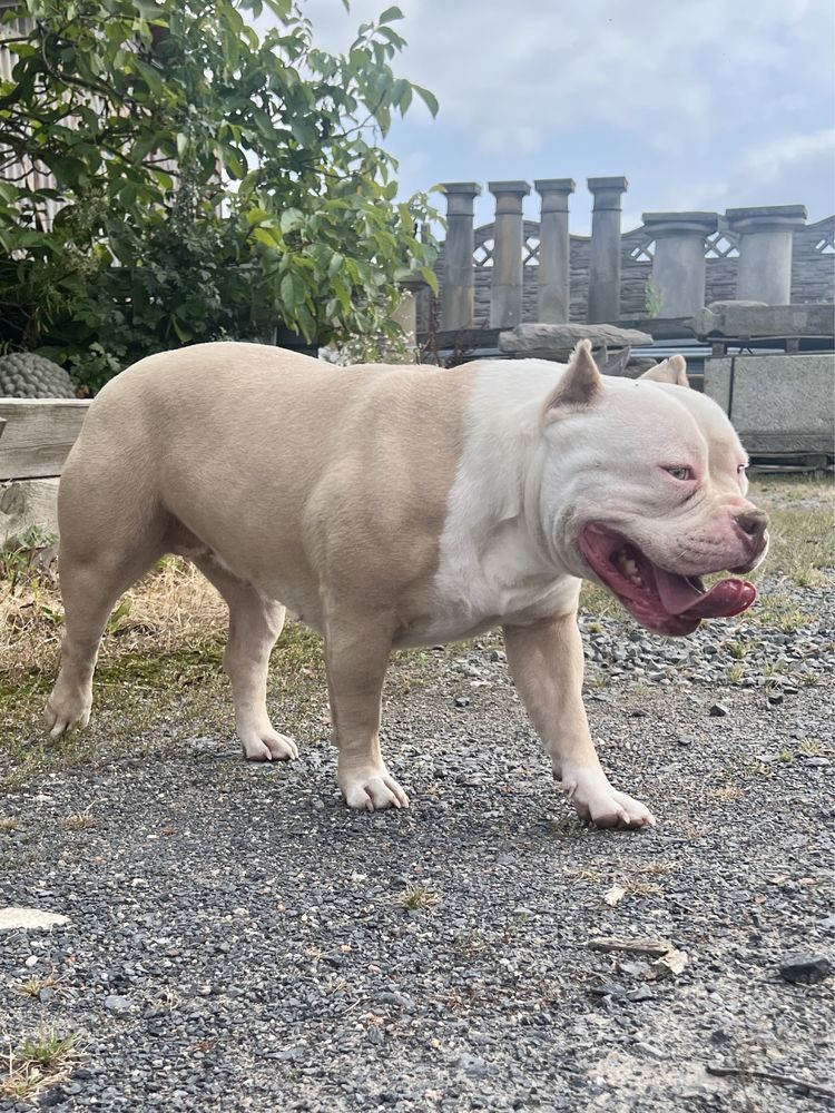American Bully Standard Piękna Suczka ! Okazja !!!