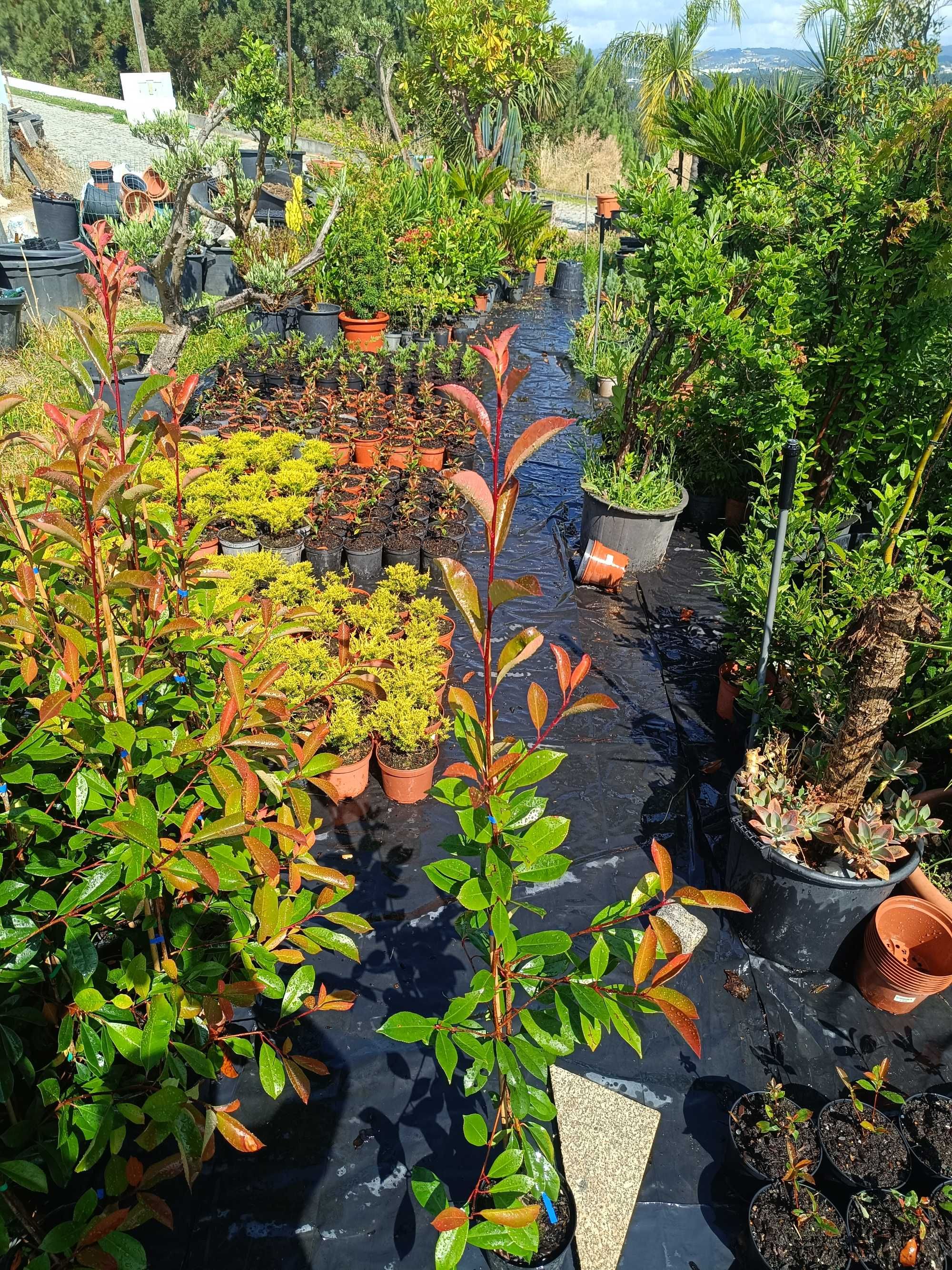Photinia/ fotinia para jardim