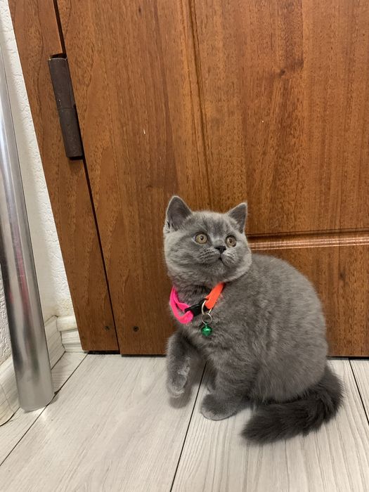 Кошечка шотландская прямоухая