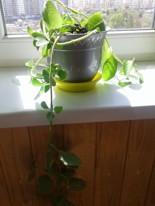 Мята - plectranthus succulentum из Владивостока.Плектрантус