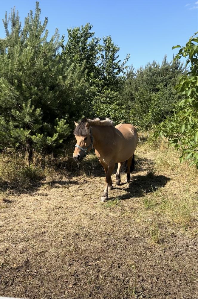 Sprzedam Fiorda do rekreacji i hipoteriapii