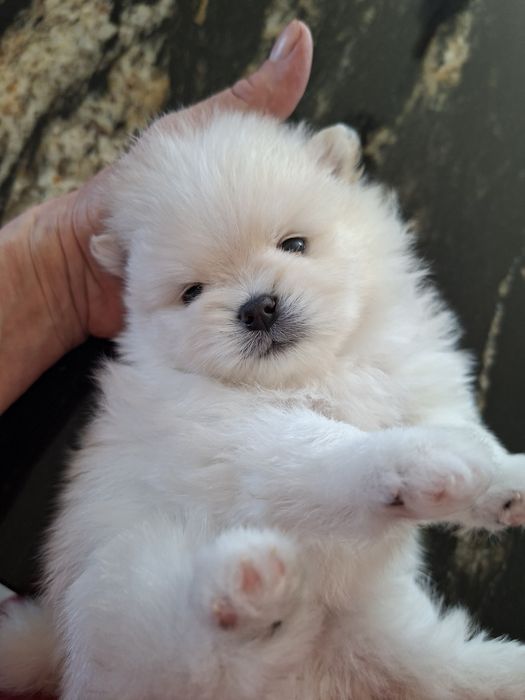 Biały pomeranian piesek