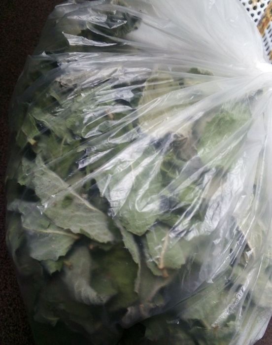 Suszone liście mięty (idealne na herbatę)