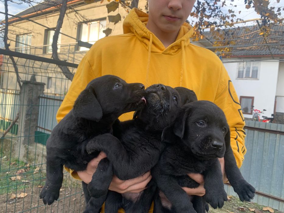 Щенки лабрадора чорні
