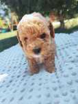Maltipoo F1 chłopiec