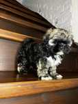 Urokliwy Piesek Shih Tzu Gotowy Do Odbioru