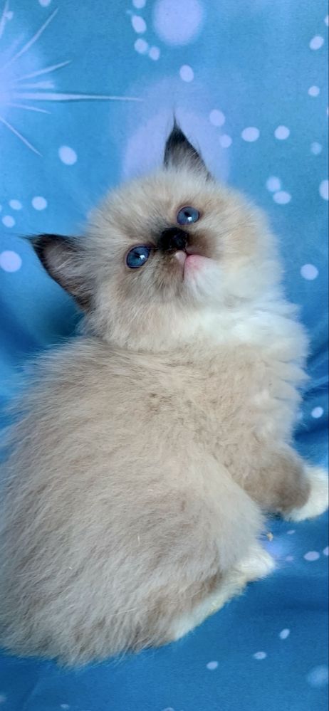 Ragdoll Kotka Seal Mitted