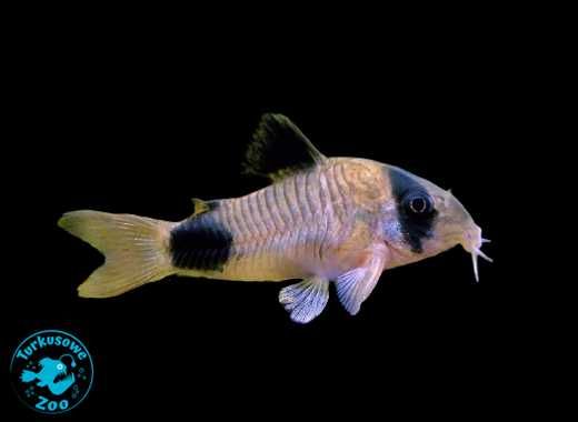Rybka akwariowa KIRYS PANDA, Sklep Akwarystyczny Turkusowe Zoo