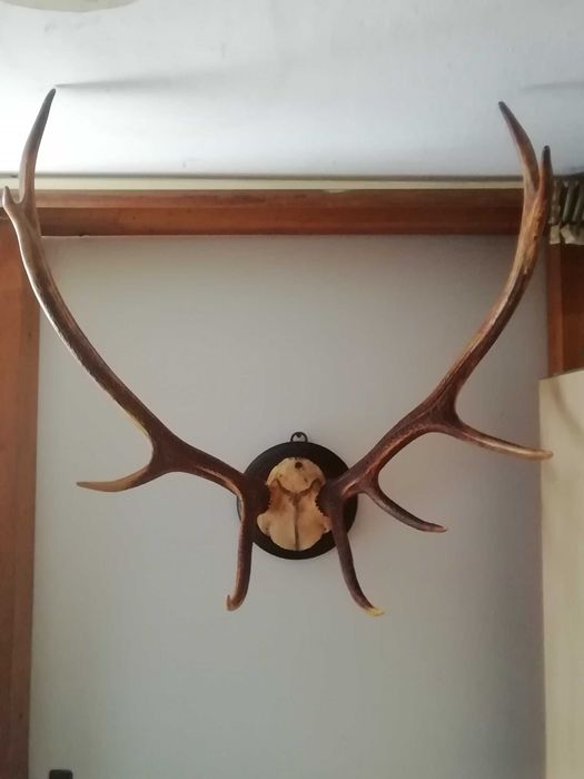 Poroże jelenia plus