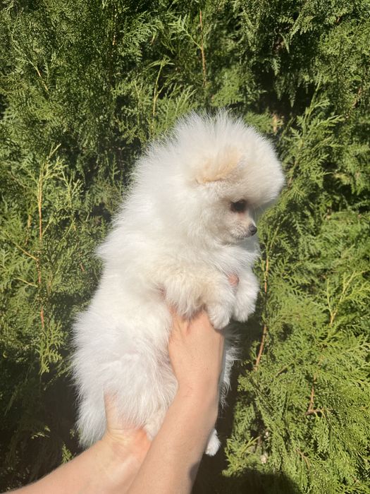 Померанский шпиц. Белоснежный мальчик