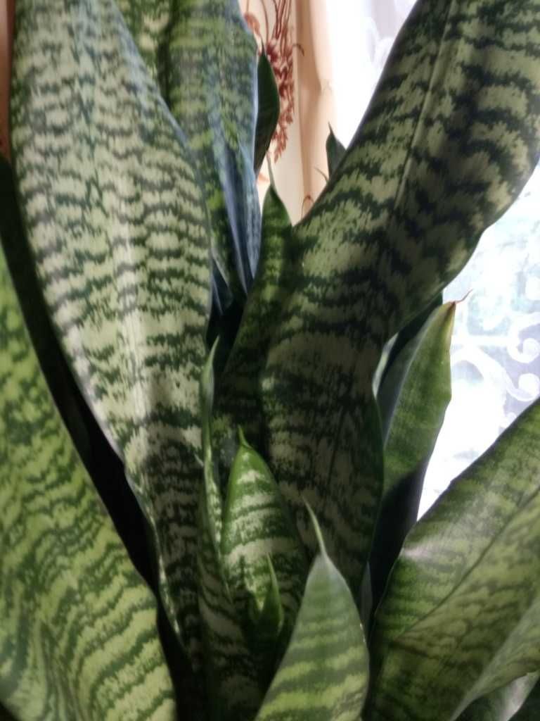 Сансевиерия Зейланика (Sansevieria Zeylaniсa)