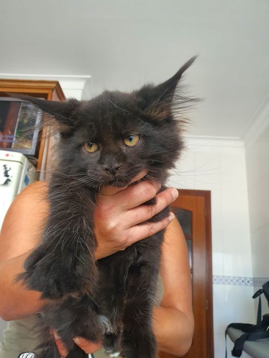 Gatinha Maine Coon Exelente Pedigree