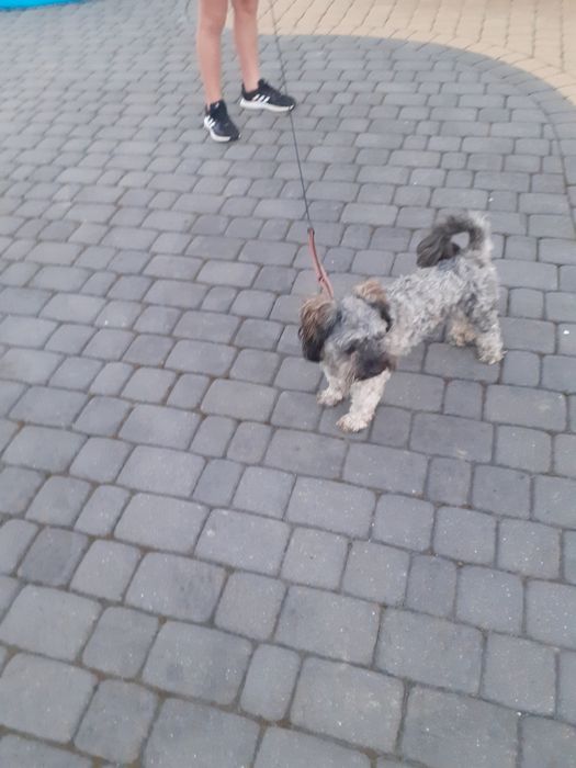 Piesek shih tzu za darmo