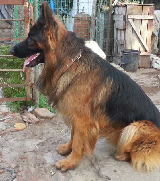 Шикарные щенки ,крупные.