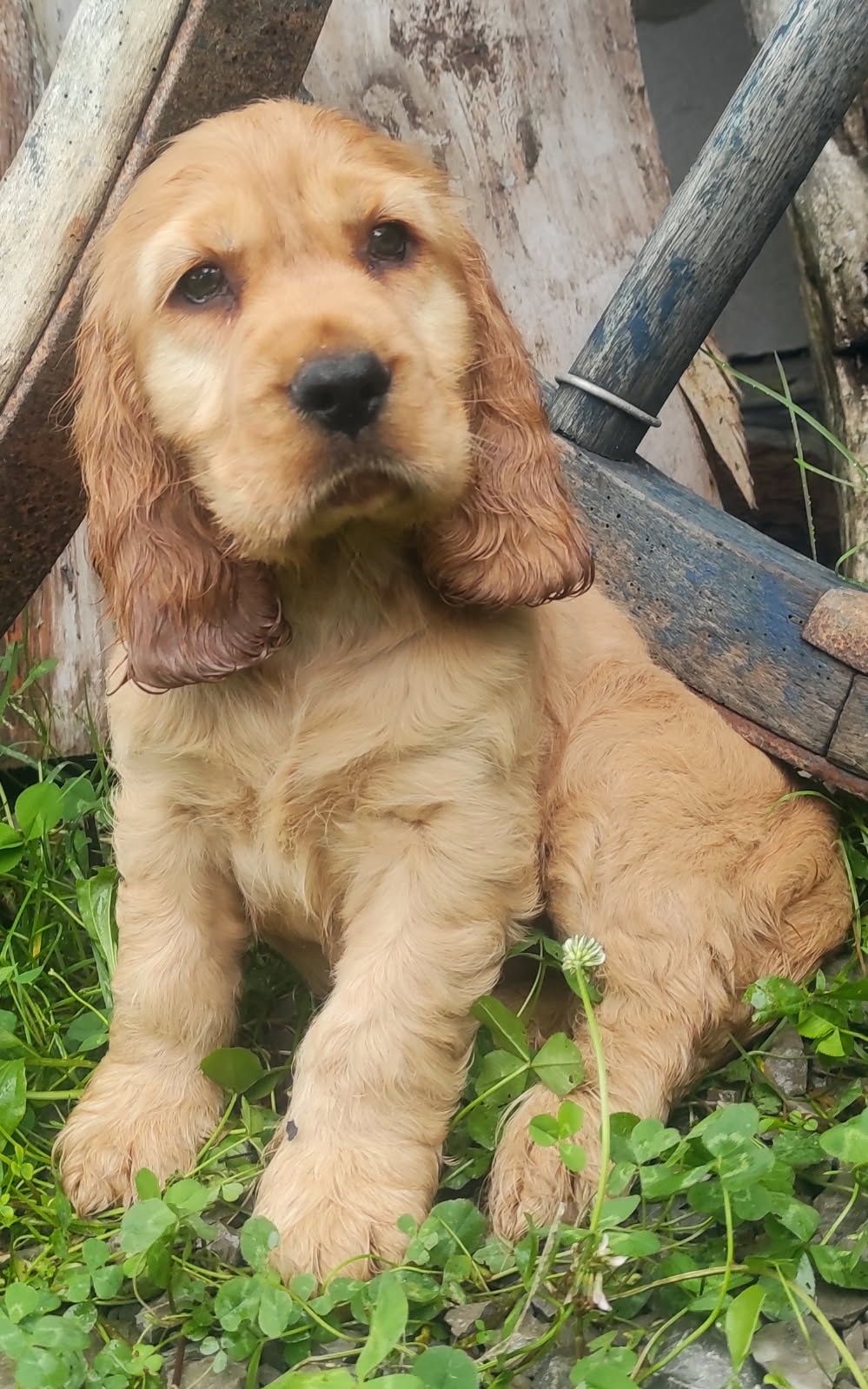Piesek  złoty cocker spaniel