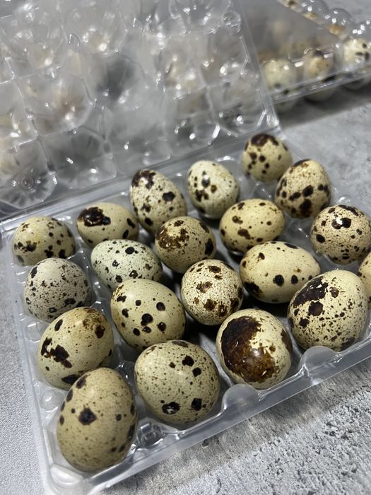 Яйця перепилині домашні