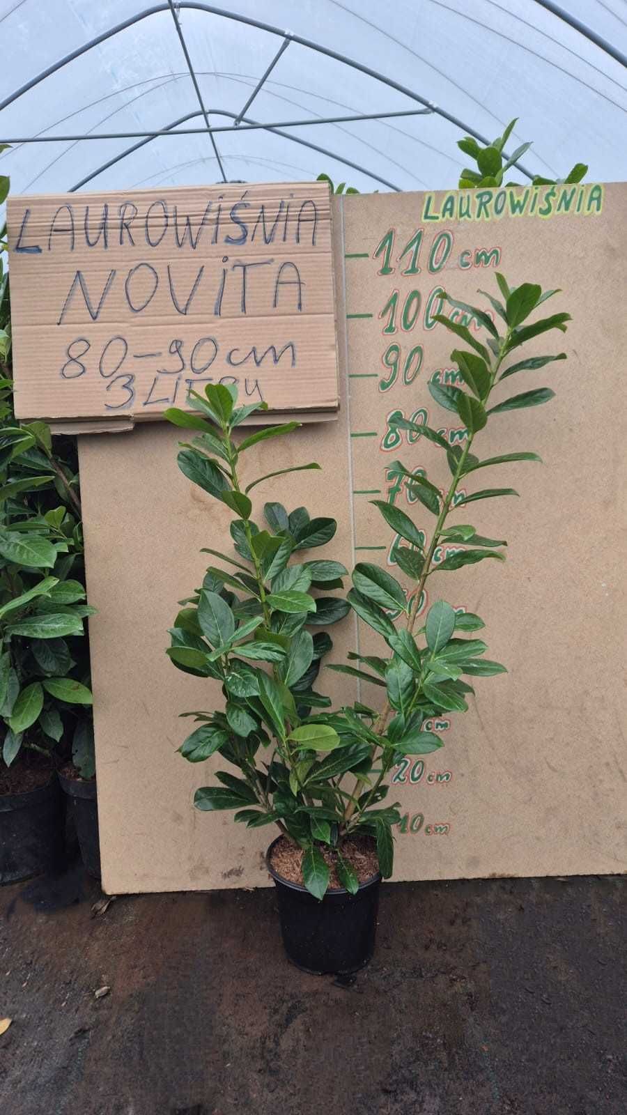 LETNIA PROMOCJA Laurowiśnia Novita 80-120 cm doniczka 3 litrowych