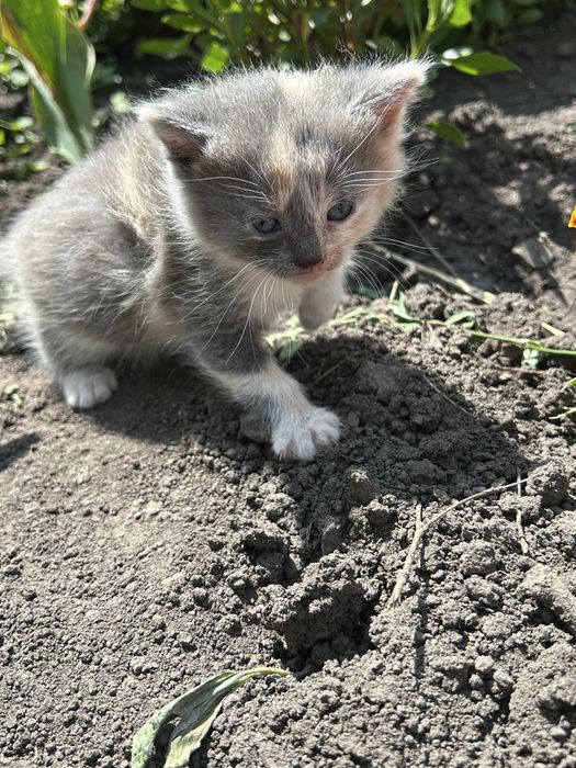 Віддаємо кошенят у добрі руки БЕЗКОШТОВНО