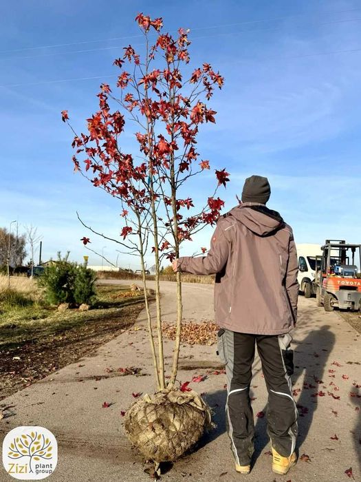 Liquidambar s., ambrowiec amerykański, 200-300cm, wielopniowy, bryła