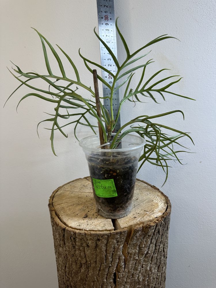 Філодендрон philodendron  Tortum