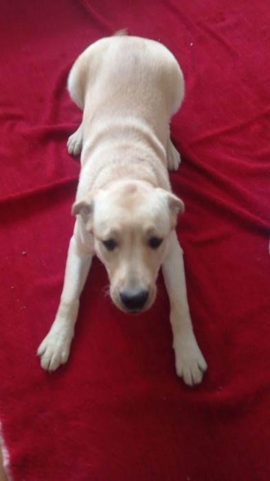 Собака з паспортом