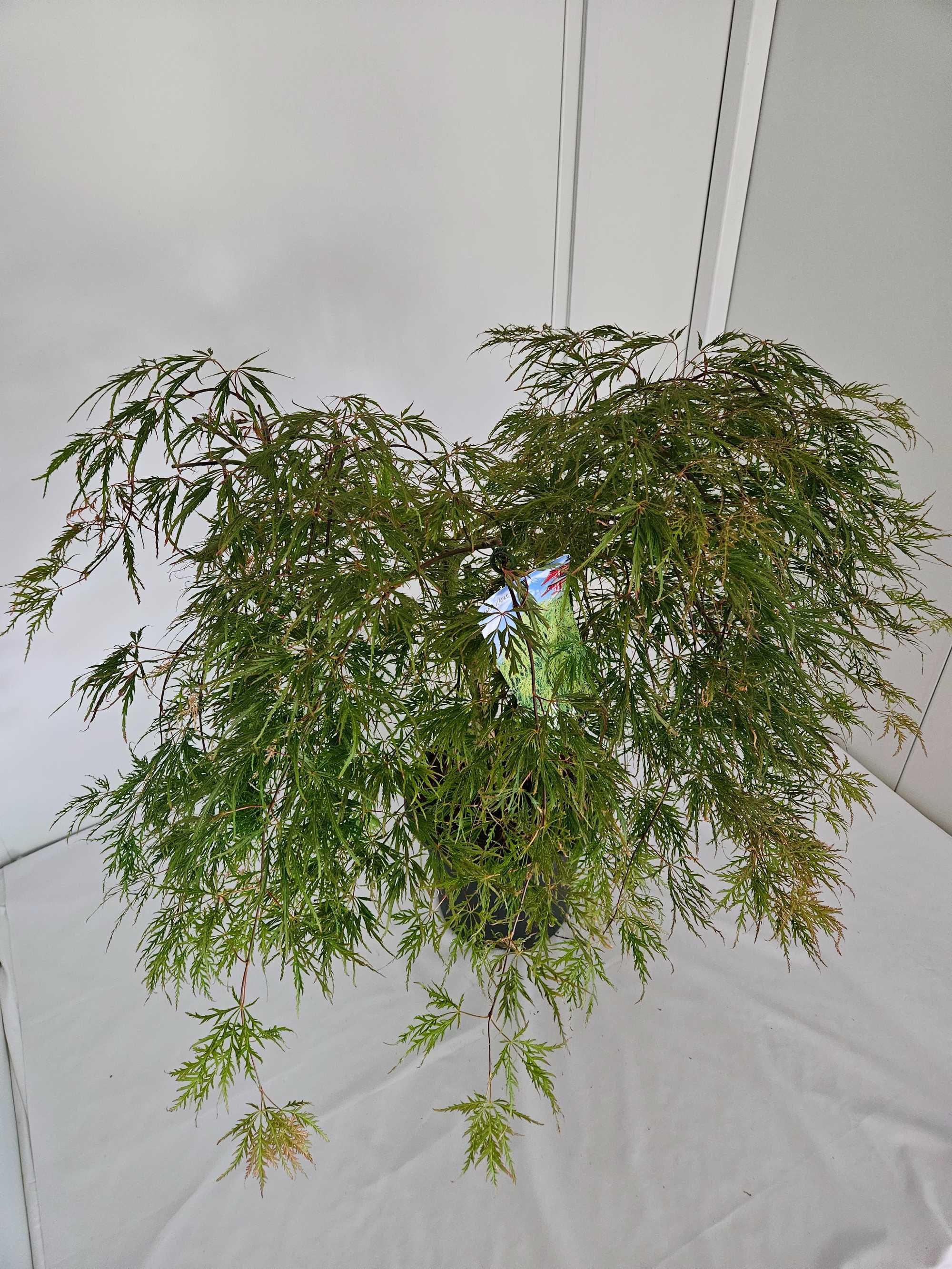 Bonsai – Klon japoński palmowy 'Dissectum' (Acer palmatum dissectum)