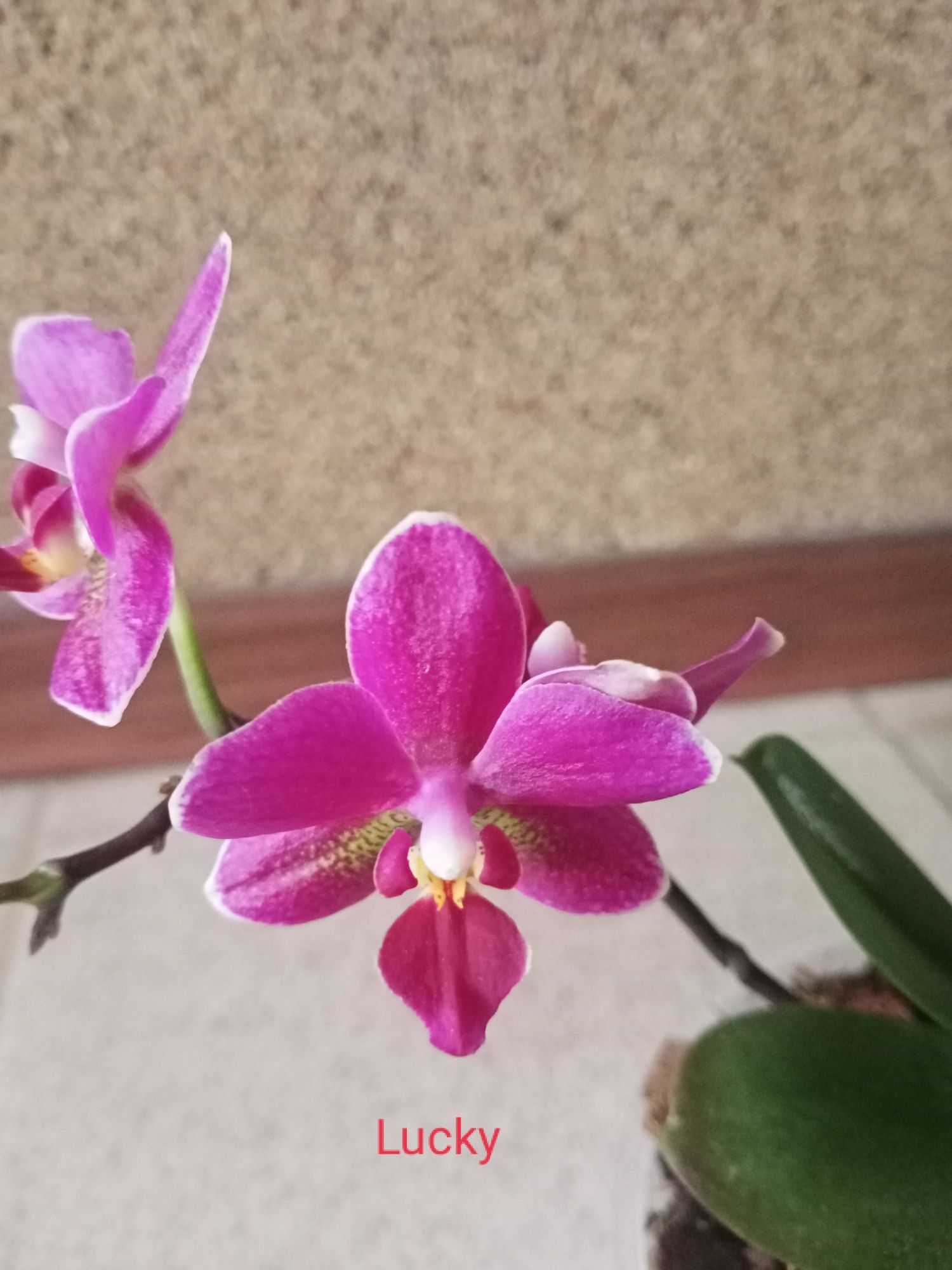 Орхидеи мини :Lucky, Morelia