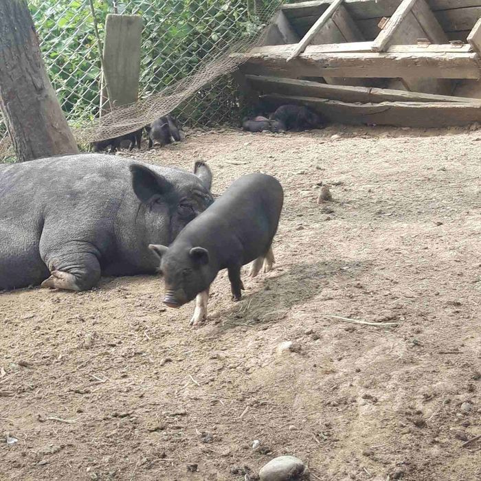 Поросята вьетнамские.