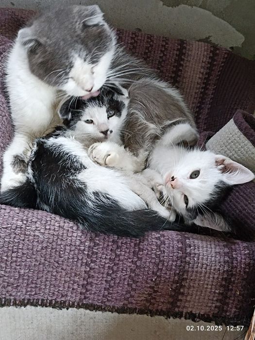 Котики в добрі руки