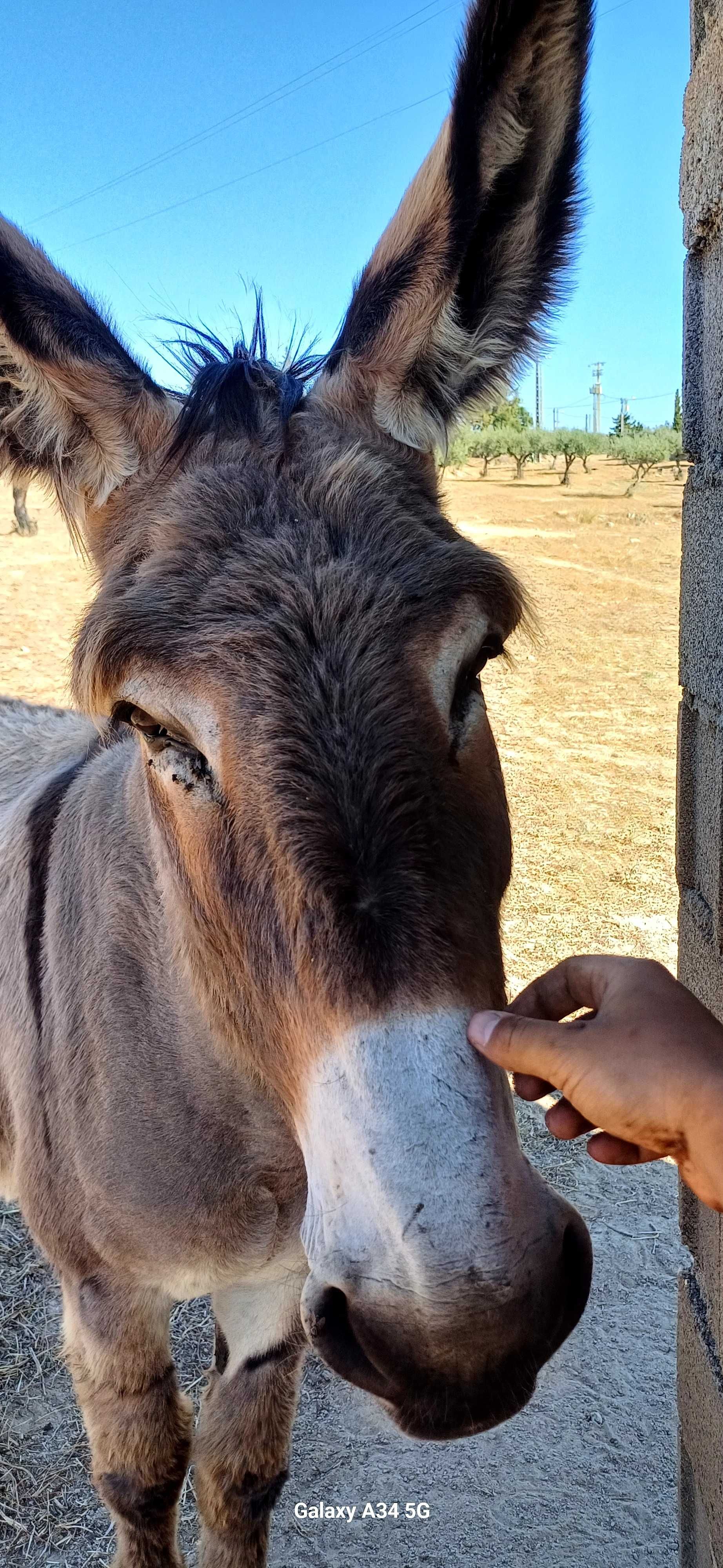 Burro Macho Inteiro