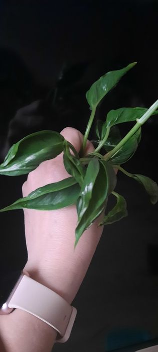 Epipremnum godzilla