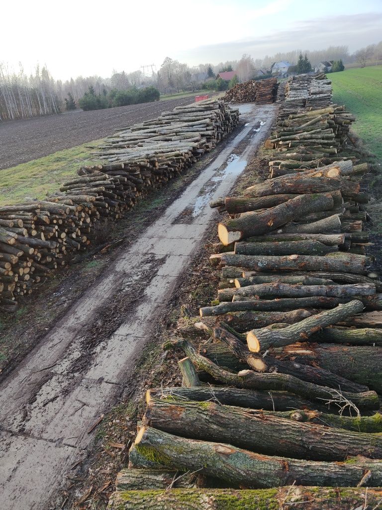 BUK albo GRAB drewno kominkowe, drzewo opałowe TRYŃCZA, Łańcu
