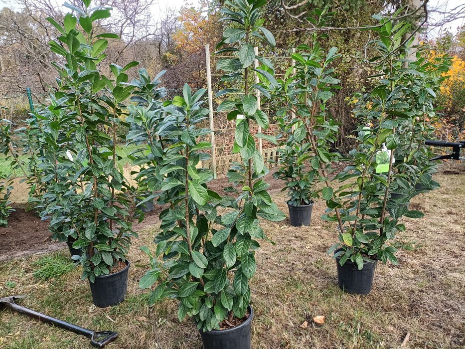 Usługi ogrodnicze, koparko-ładowarka, mini-koparka, pielęgnacja, ROD