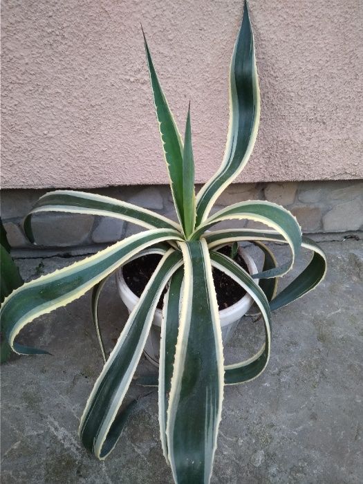 продаю агаву