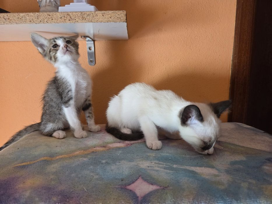 2 gatas para adoção