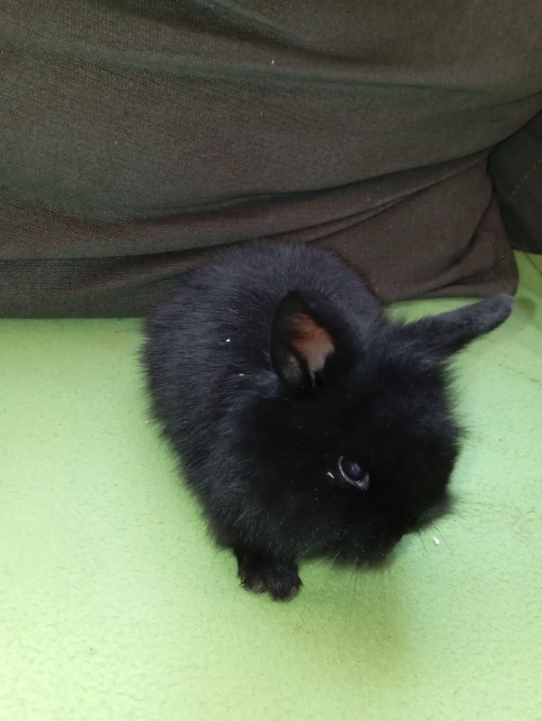 Krolik Króliki miniaturki Mini Lop