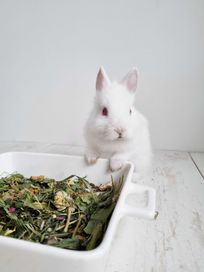 Biały królik Teddy króliczek miniaturka karzełek
