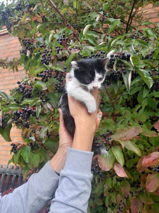 Віддам безкоштовно котенятко