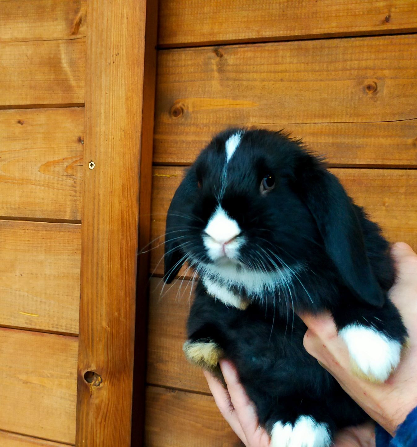 Królik baranek mini lop podbielany