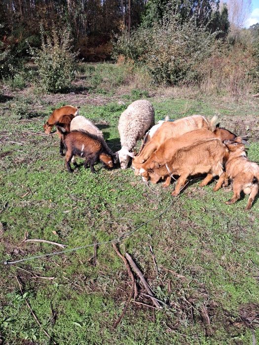 Cabras anãs e raça grande