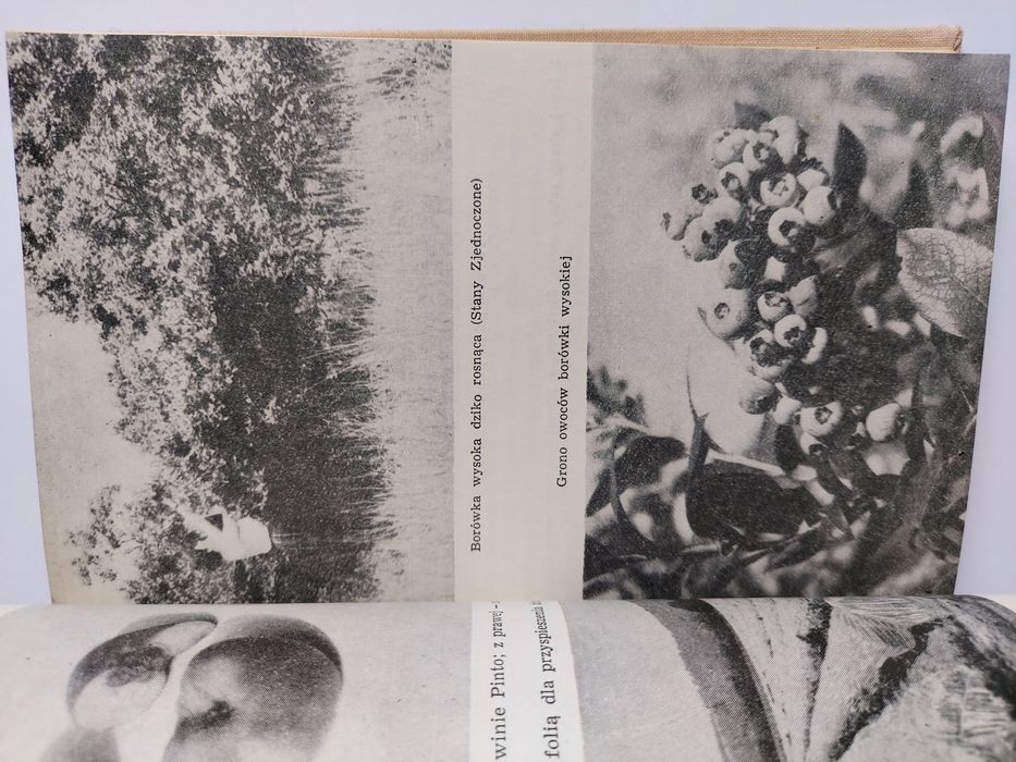 Gdy zakwitną jabłonie - Szczepan Pieniążek