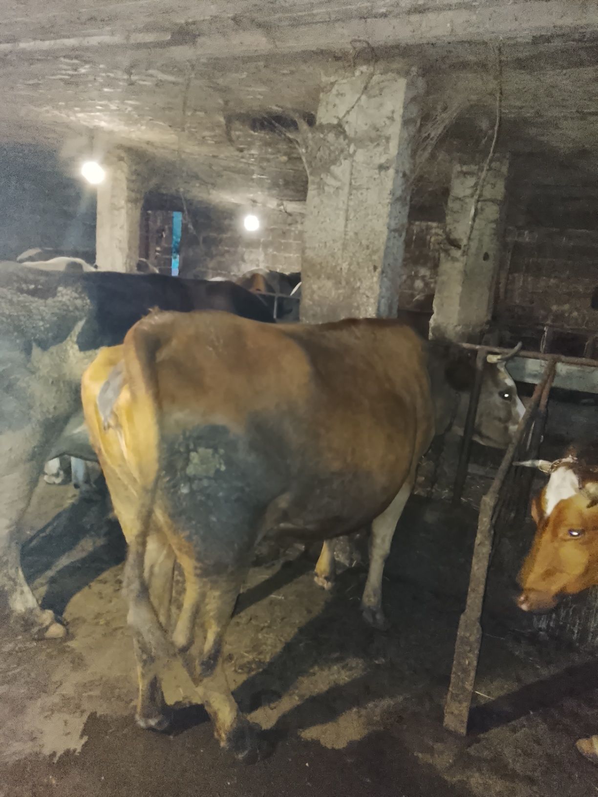 Продам дійну корову